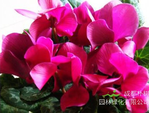 萝卜海棠叶子老蔫发黄是什么原因？怎么处理？