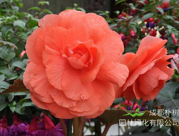 萝卜海棠的扦插方法有哪些？