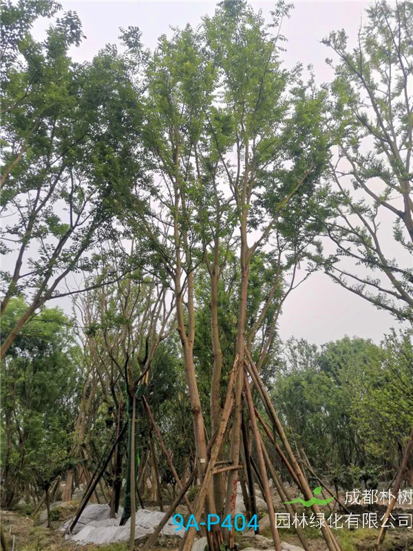 丛生朴树的功效与作用是什么？