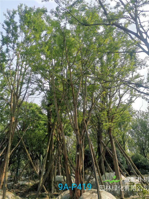 怎么种植丛生朴树？