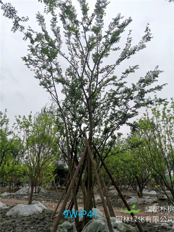 丛生朴树适合什么环境？