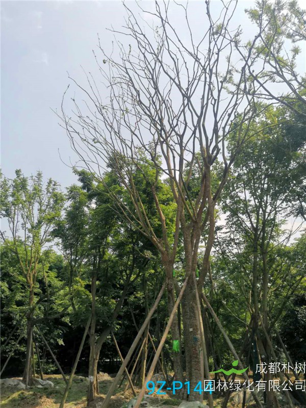 丛生朴树适合那些地方种植？哪些地方的丛生朴树多？