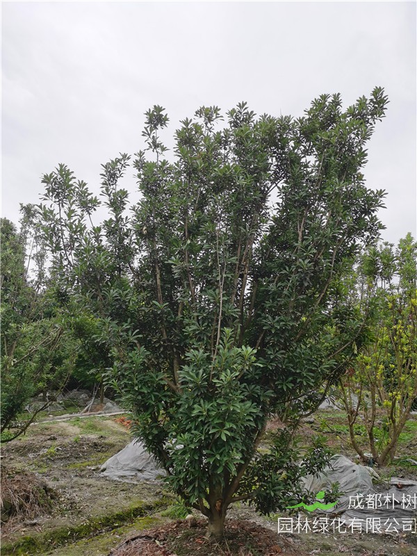 成都市杨梅树哪里好？春季如何修剪？