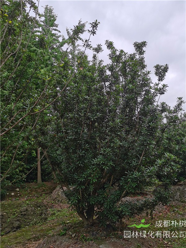 杨梅树苗怎么培育？