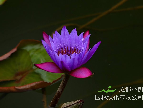 延药睡莲花语是什么意思？有哪些象征意义？