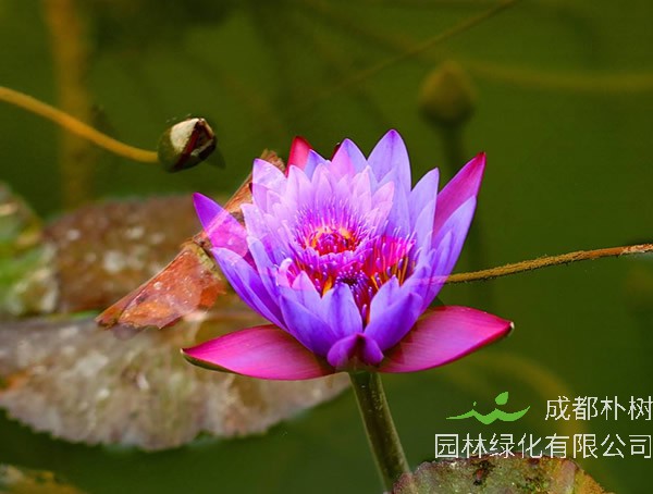 延药睡莲怎么水养？有哪些技巧？