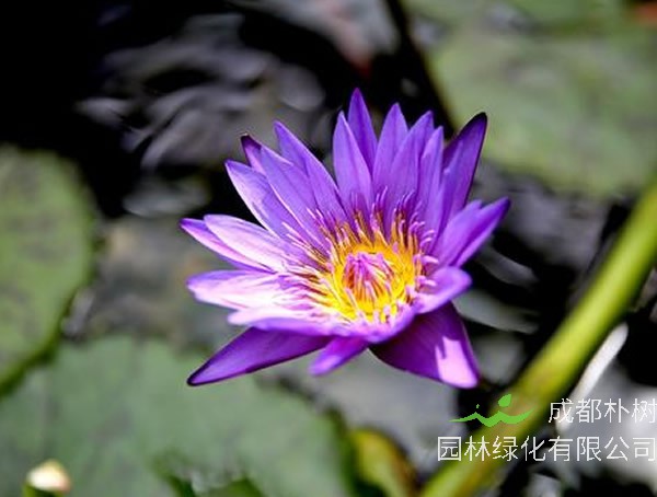 延药睡莲什么时候开花？