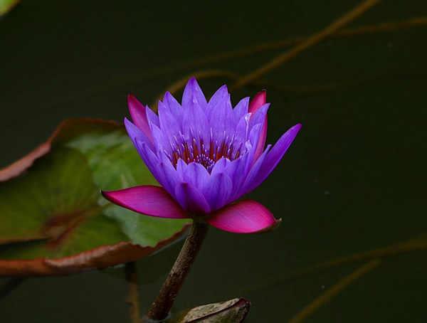 延药睡莲花语是什么意思？有哪些象征意义？