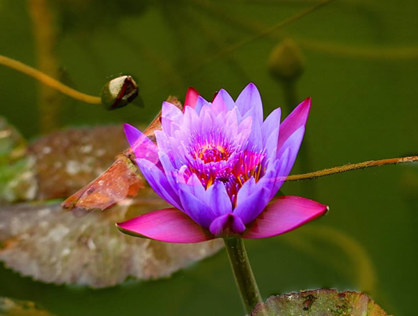 延药睡莲怎么水养？有哪些技巧？