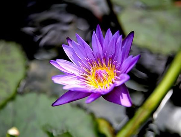 延药睡莲什么时候开花？