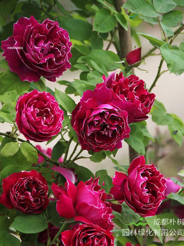 紫袍玉带月季的优缺点有哪些？