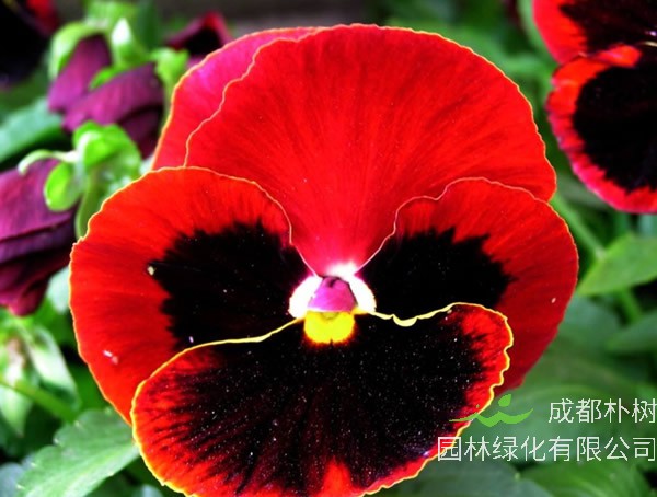 鬼脸花什么时候开花？