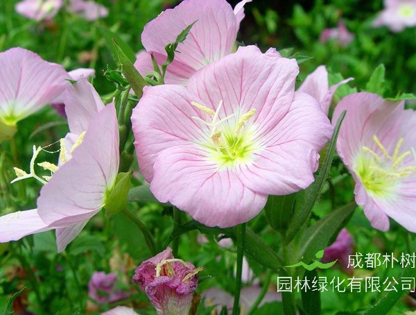 月苋草怎么种比较好？