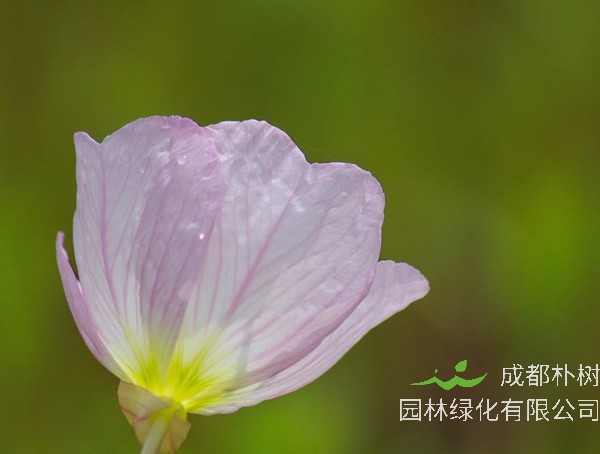 月苋草的花期是几月？什么时候开花？