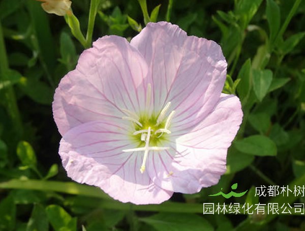 月苋草的功效与作用有哪些？