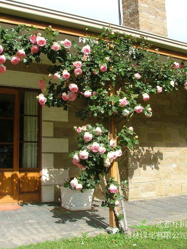 威基伍德月季是藤本植物吗？