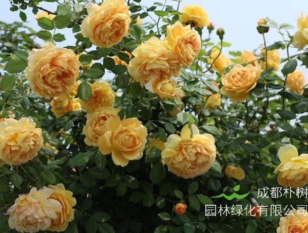 威基伍德月季可室内养吗？