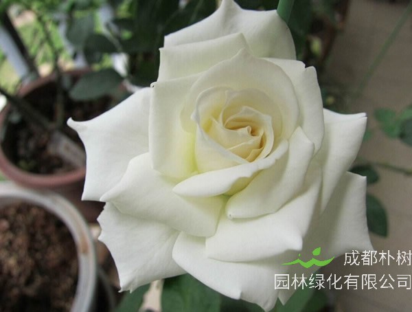 坦尼克月季的优缺点有哪些？