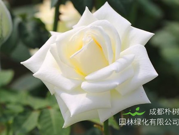 坦尼克月季品种怎么样？