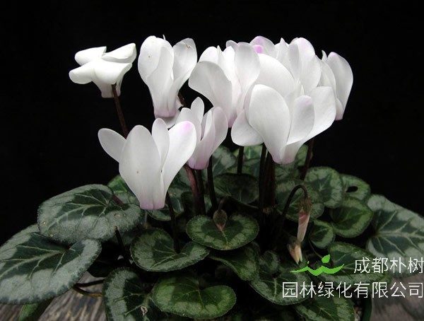 仙客来花谢了怎么处理比较好？