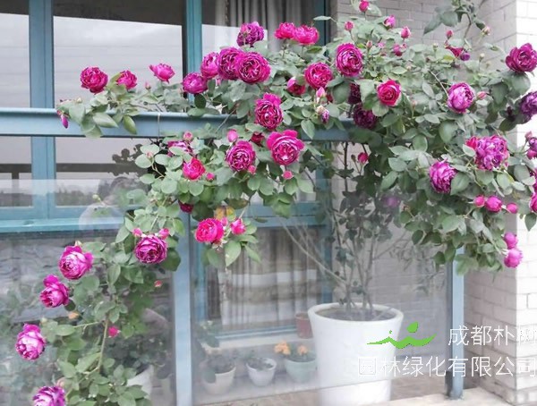 紫袍玉带月季如何修剪最好看？