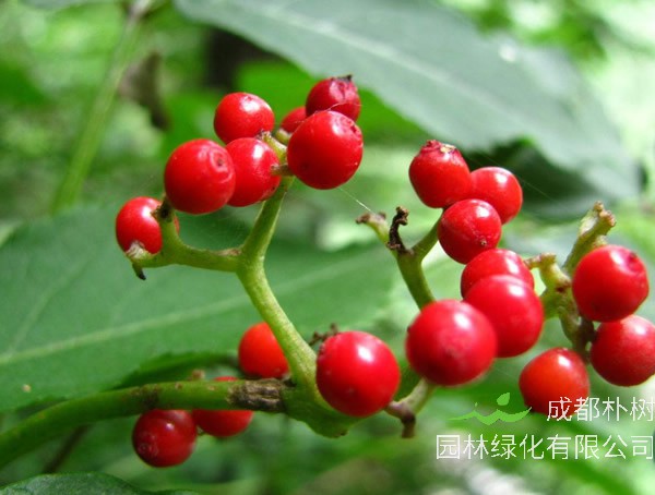 印加果树在中国可以种吗？