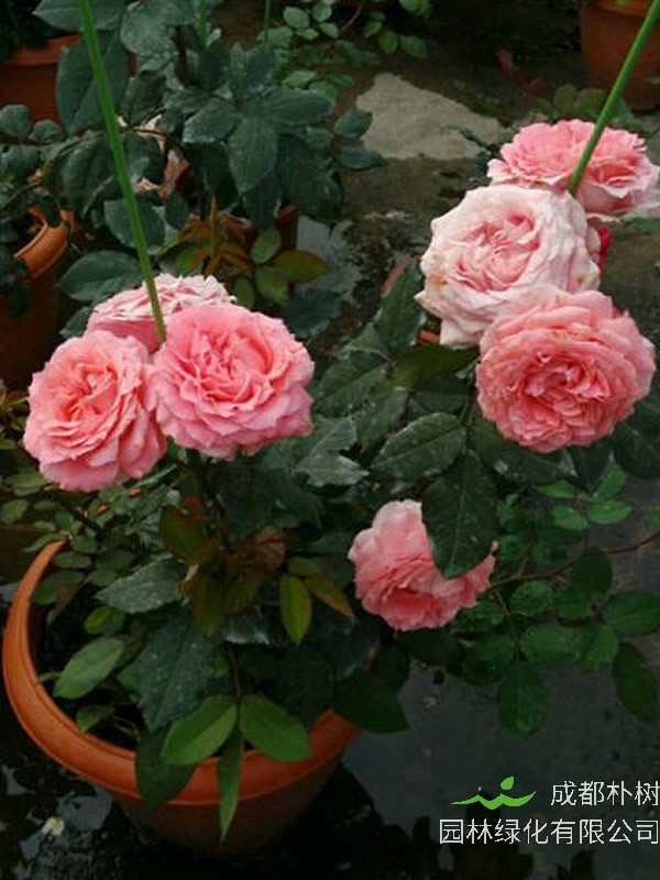 珊瑚果冻月季的优缺点有哪些？