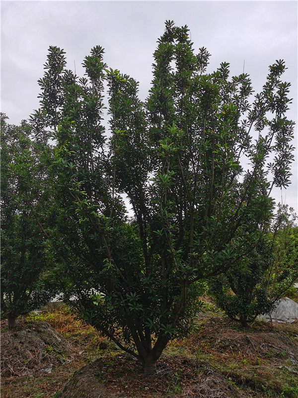 4*4米-5*5米杨梅树价格详情是怎么样的？