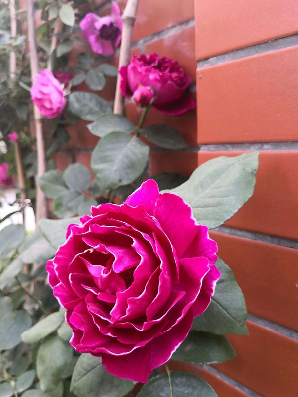 紫袍玉带月季扦插的技术要点有哪些？