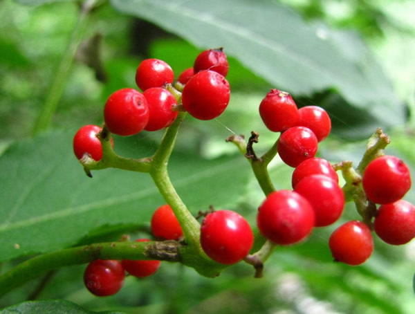 印加果树在中国可以种吗？