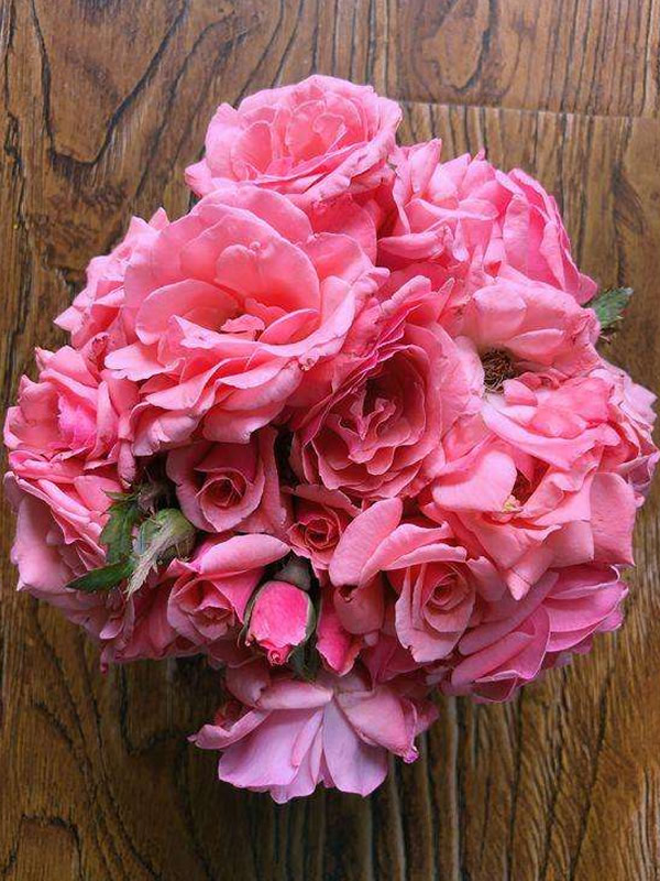 珊瑚果冻月季是藤本还是灌木植物？