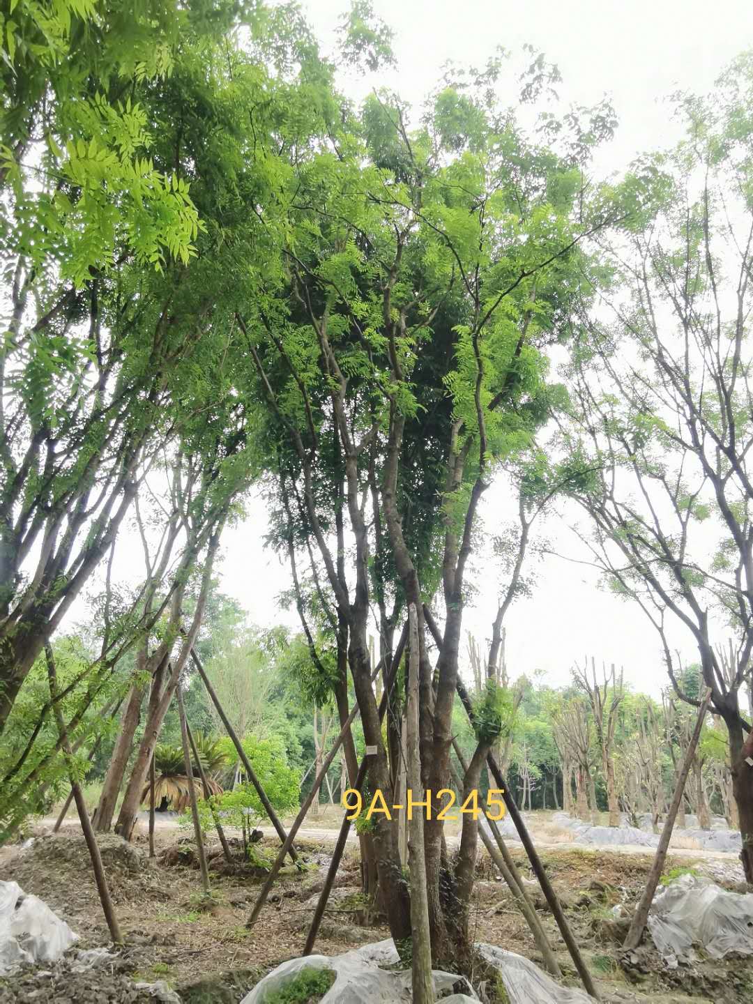 丛生黄连木是灌木还是乔木？