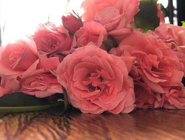 珊瑚果冻月季如何修剪效果最好？