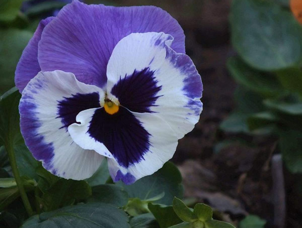 鬼脸花又叫什么？有哪些别名？