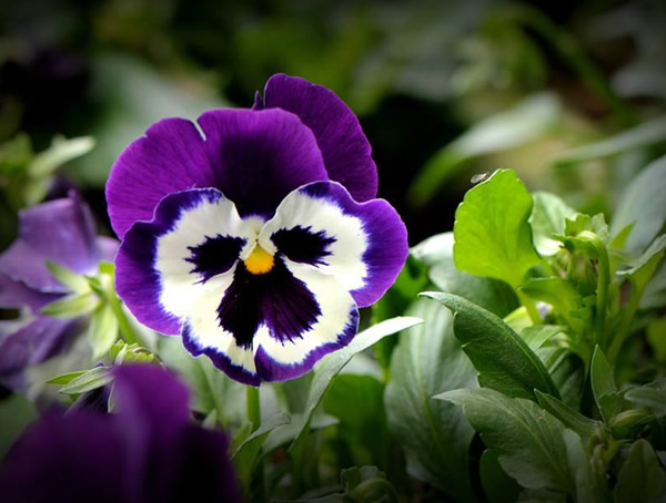 鬼脸花有毒吗？