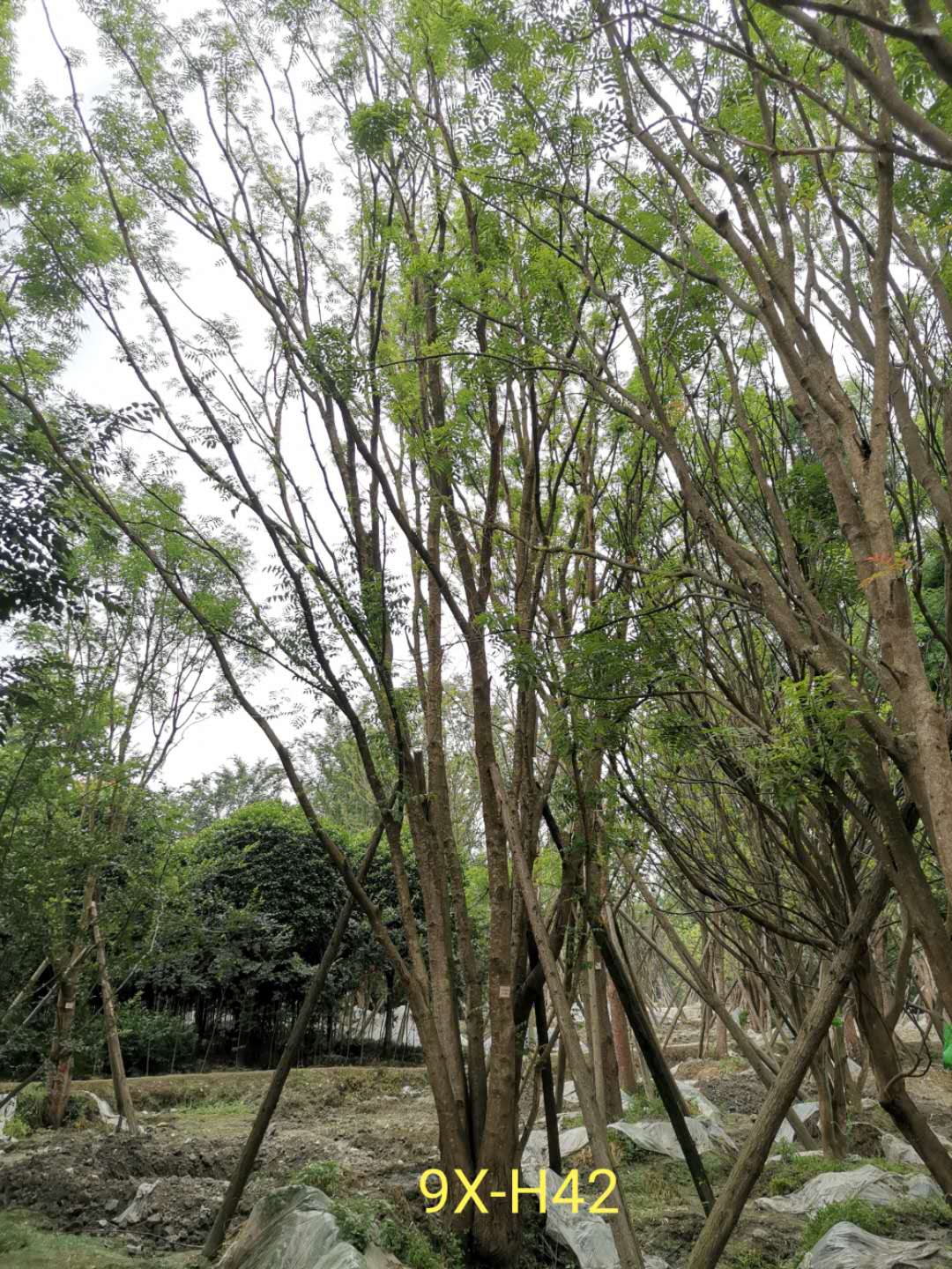 如何养护丛生黄连木？