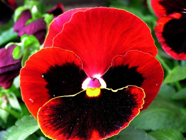 鬼脸花什么时候开花？