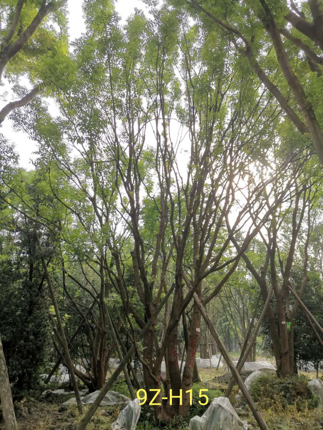 丛生黄连木多久开花？