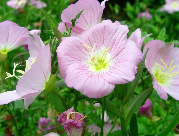 月苋草怎么种比较好？