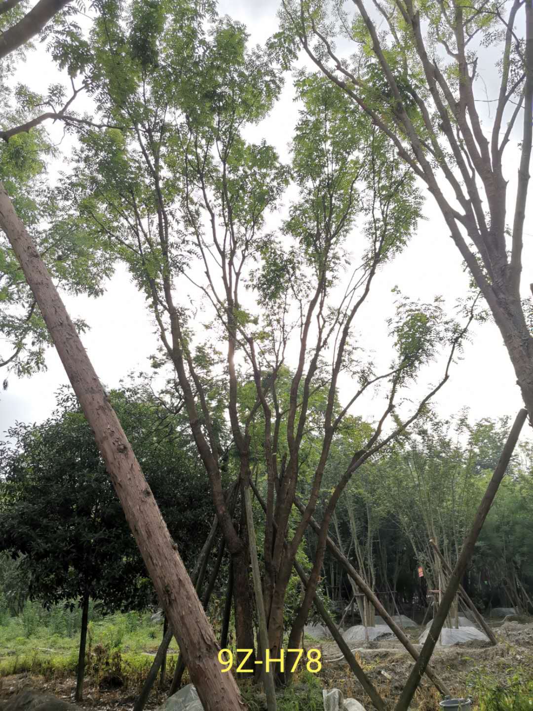 丛生黄连木怎么样？