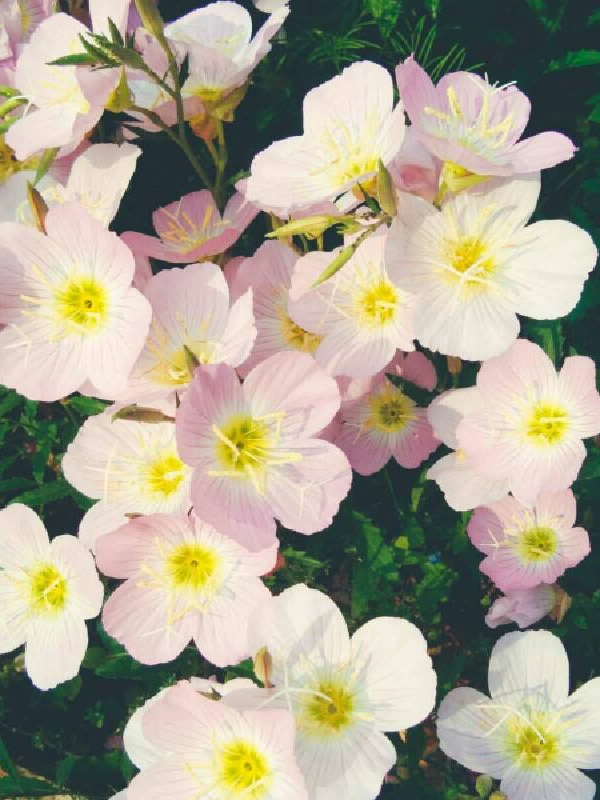 月苋草什么时候种植？播种时间是几月？