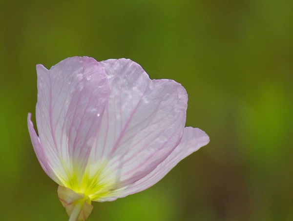 月苋草的花期是几月？什么时候开花？