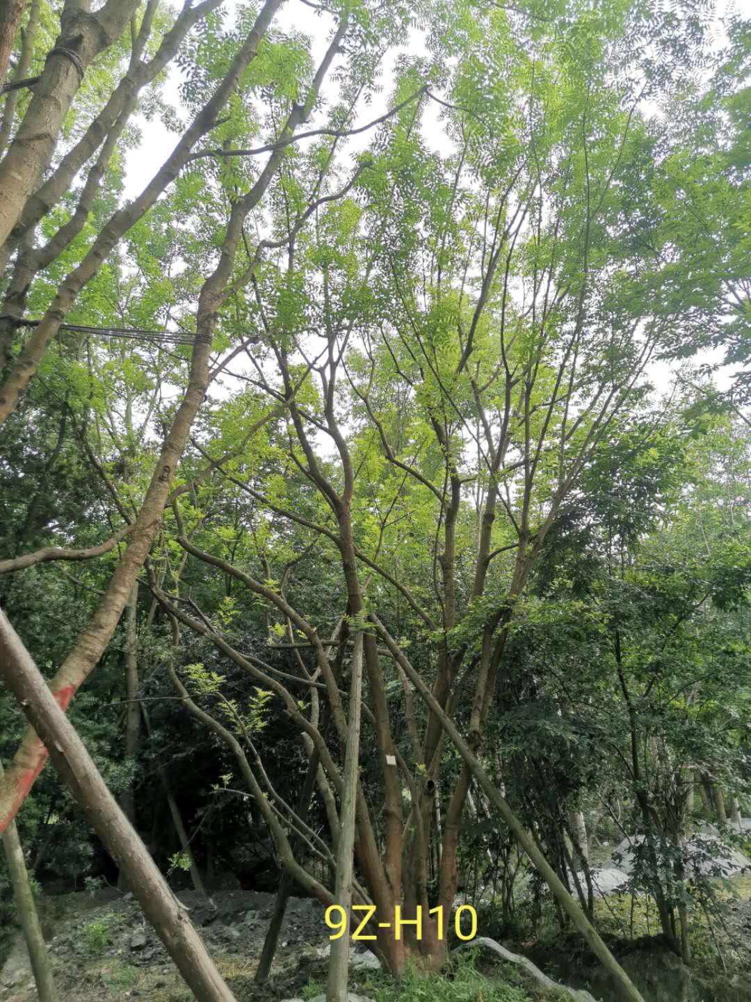 丛生黄连木的功效与作用是什么？