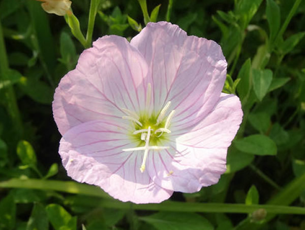 月苋草的功效与作用有哪些？