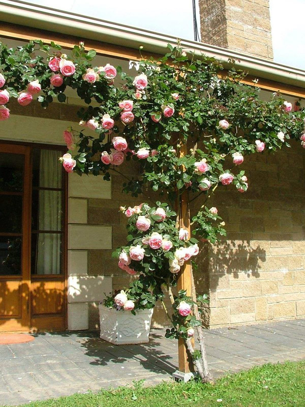 威基伍德月季是藤本植物吗？