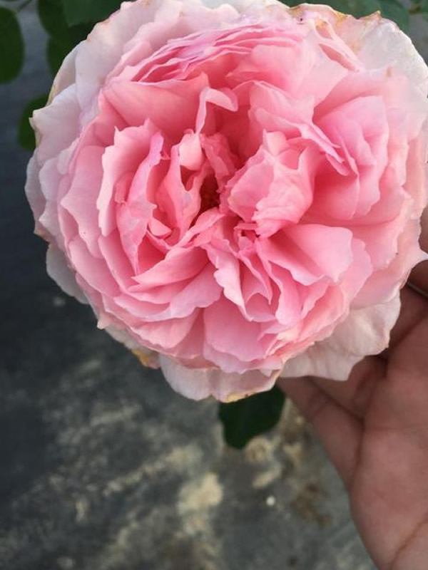 威基伍德月季怎么样？有哪些优缺点？