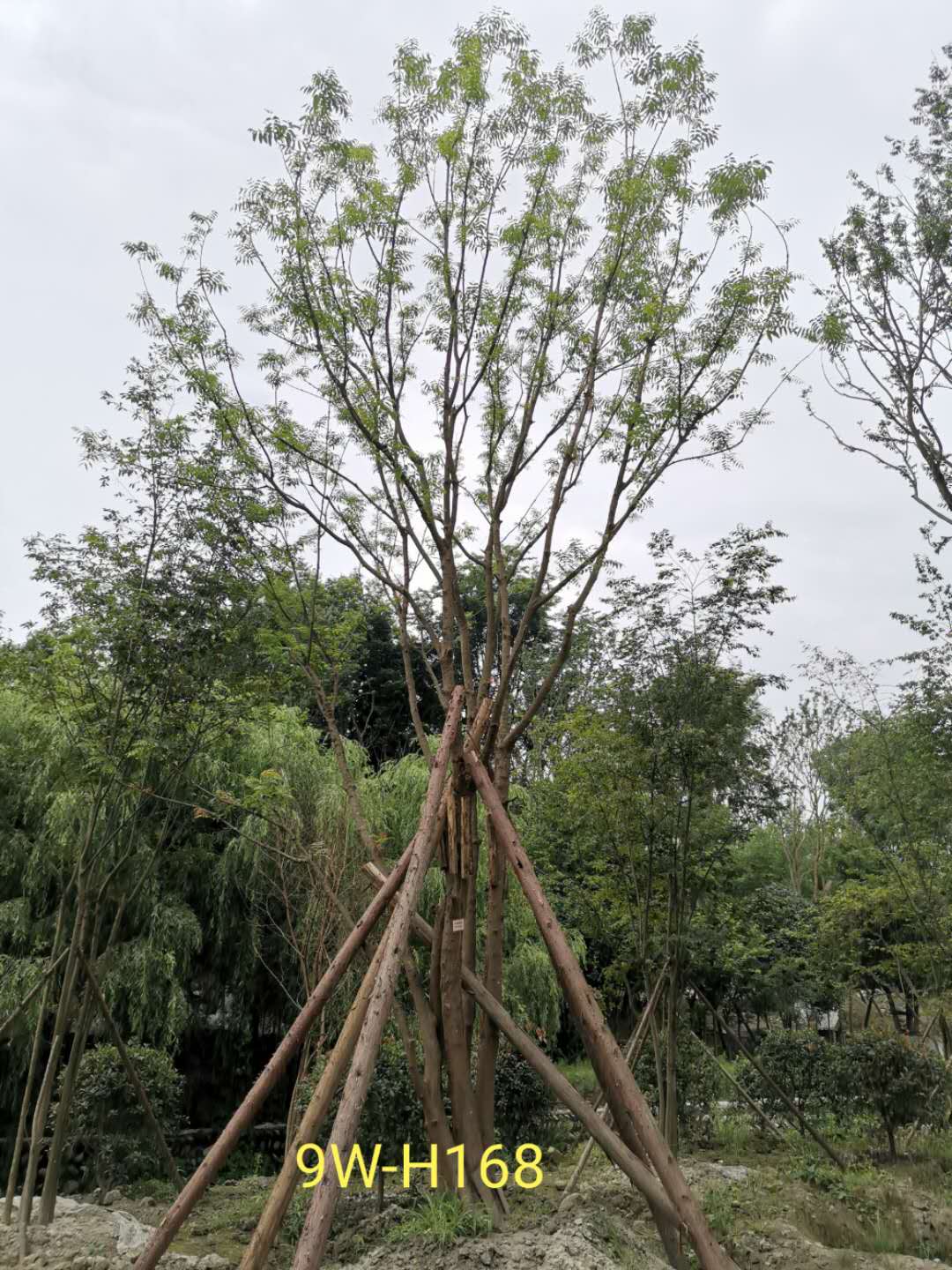 哪里有丛生黄连木？