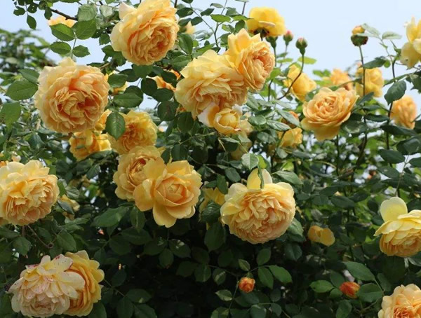 威基伍德月季可室内养吗？