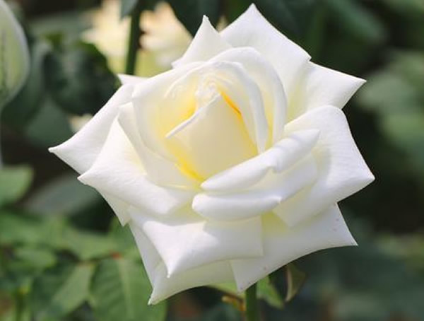 坦尼克月季品种怎么样？