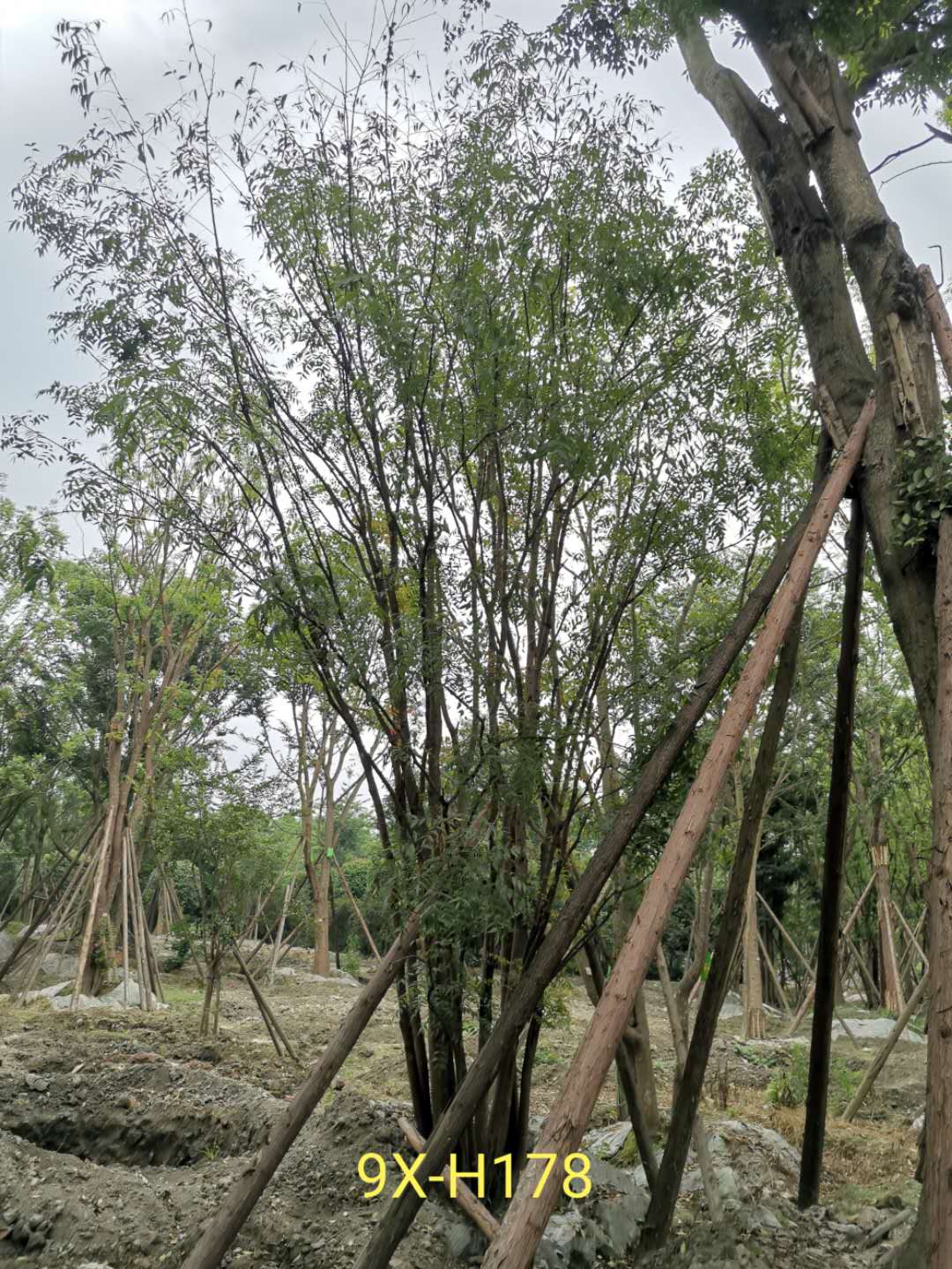 丛生黄连木树的果实有什么作用？